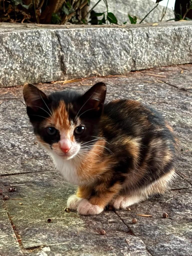 Bruno, gata de porte pequeno para adoção em Belo Horizonte - MG