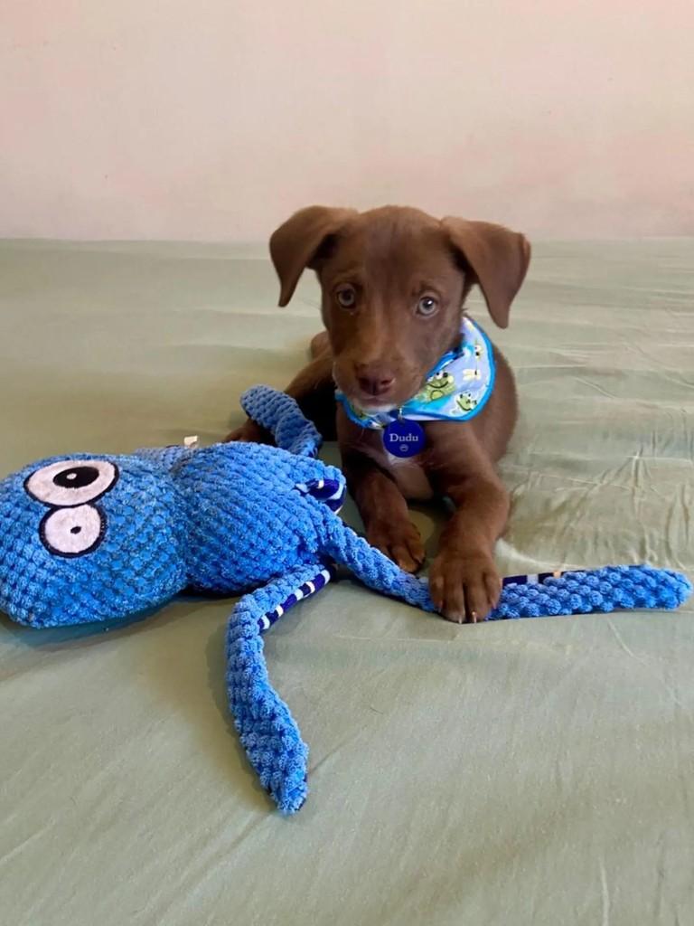 Dudu, cachorro de porte médio para adoção em Belo Horizonte - MG