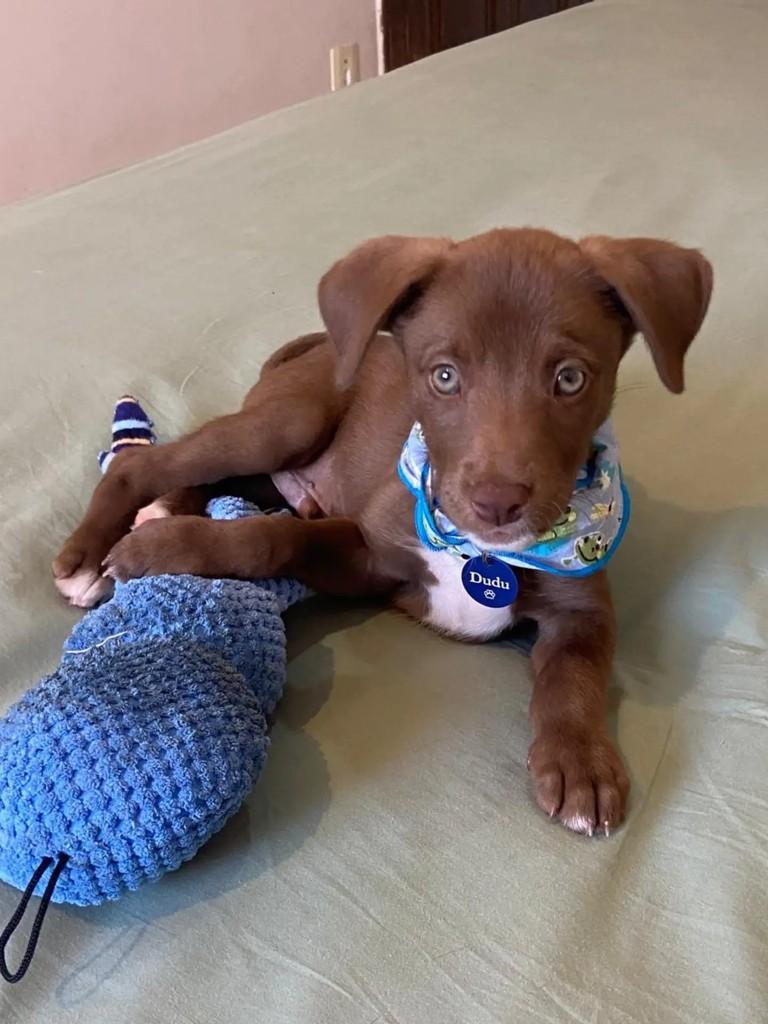 Dudu, cachorro de porte médio para adoção em Belo Horizonte - MG — foto 2 de 3