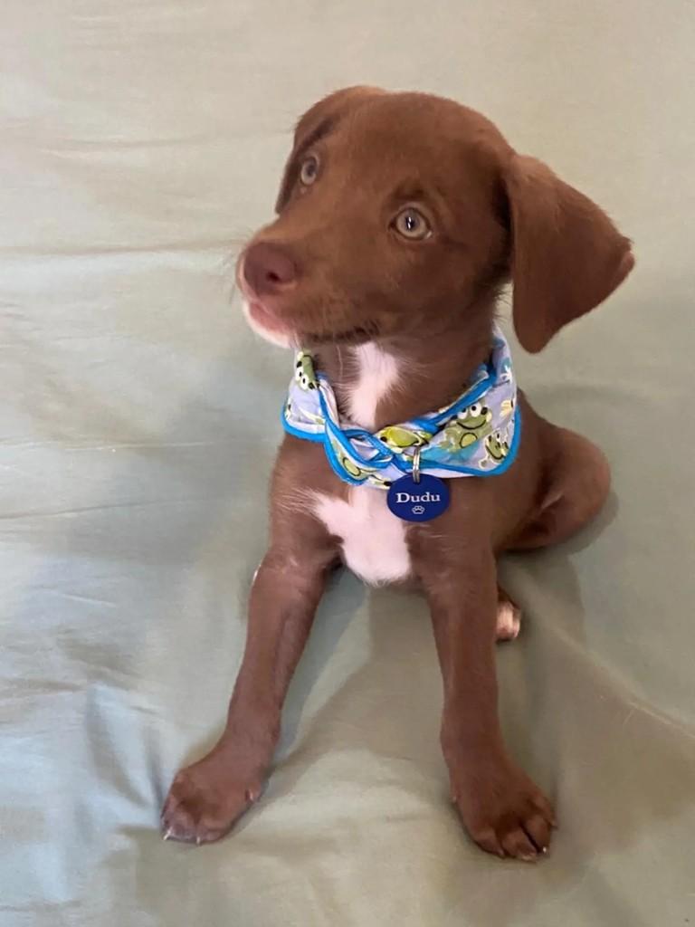 Dudu, cachorro de porte médio para adoção em Belo Horizonte - MG — foto 3 de 3