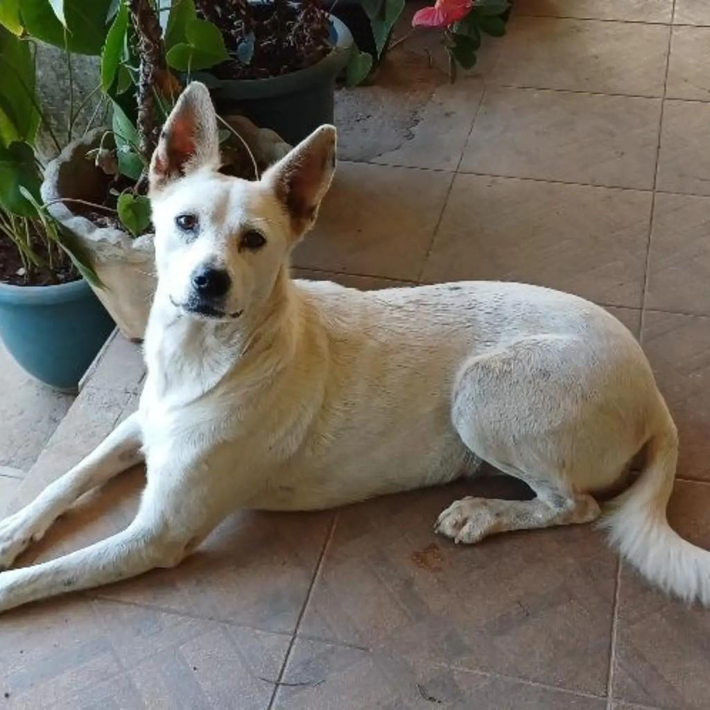 Cachorra, cadela de porte médio para adoção em São José da Lapa - MG