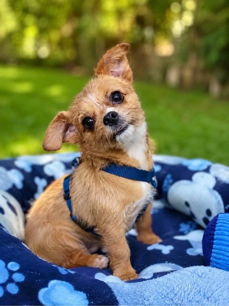 Guerreiro, cachorro de porte pequeno para adoção em Belo Horizonte - MG