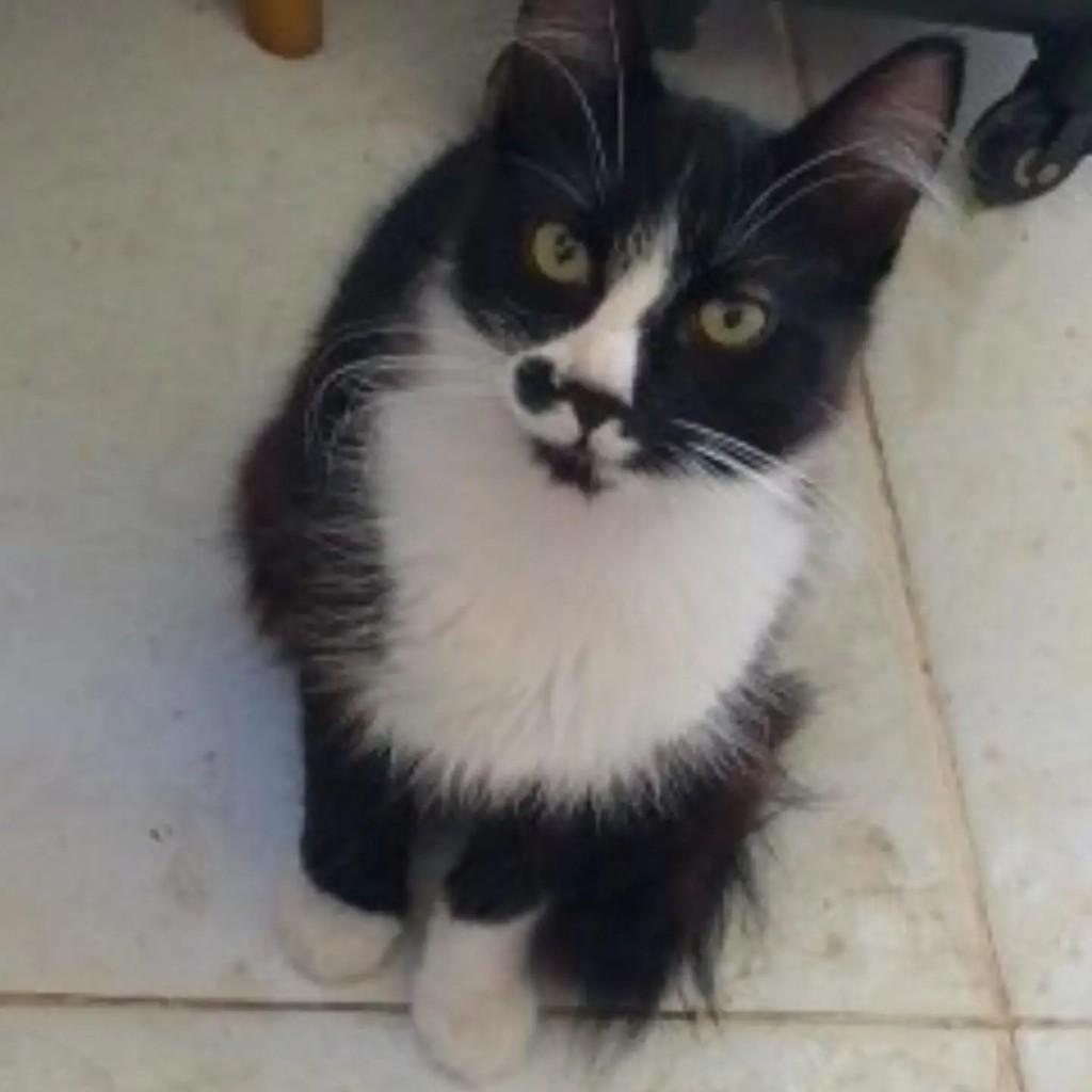 Ana, gato de porte pequeno para adoção em Belo Horizonte - MG