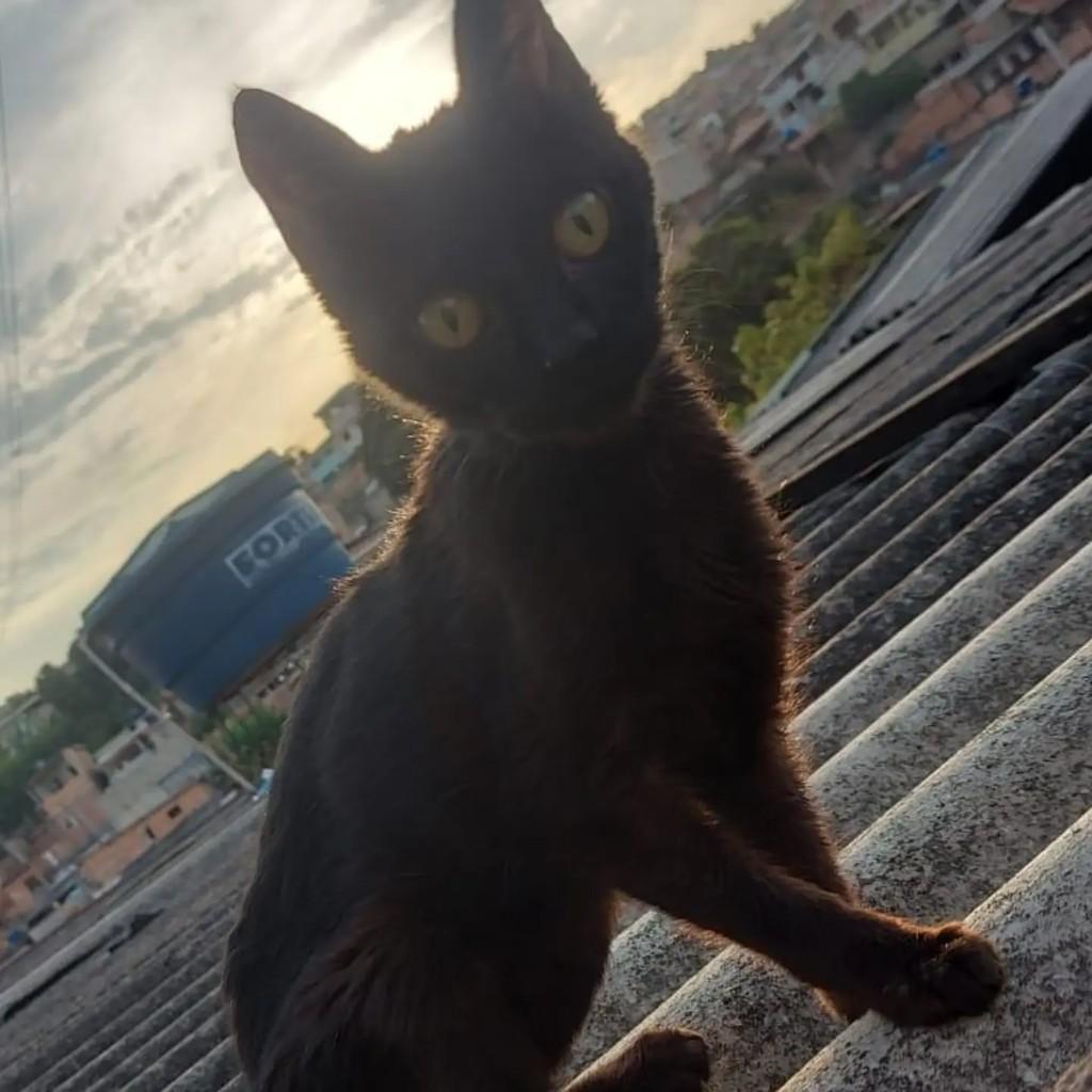Giovana, gata de porte pequeno para adoção em Santa Luzia - MG
