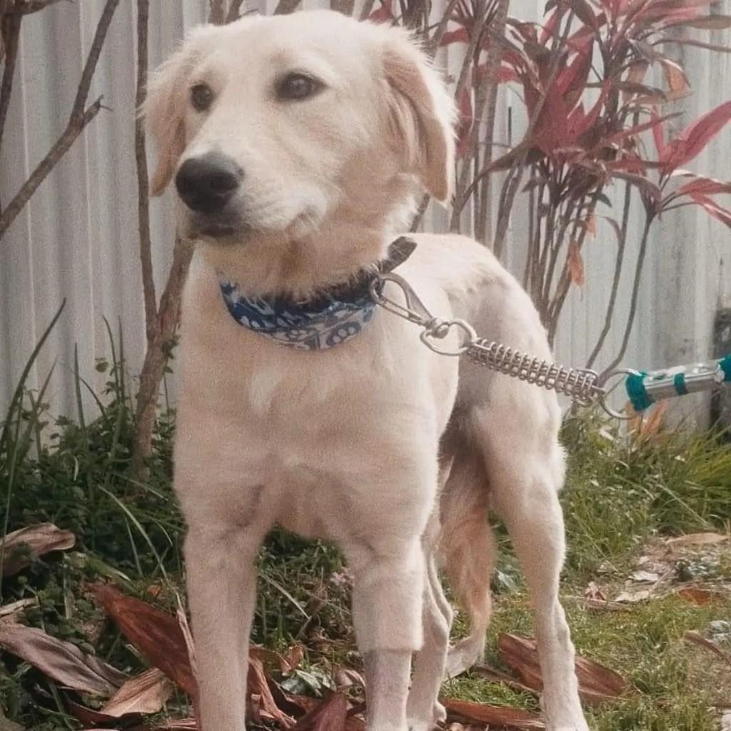 Docinho, cadela de porte médio para adoção em Contagem - MG