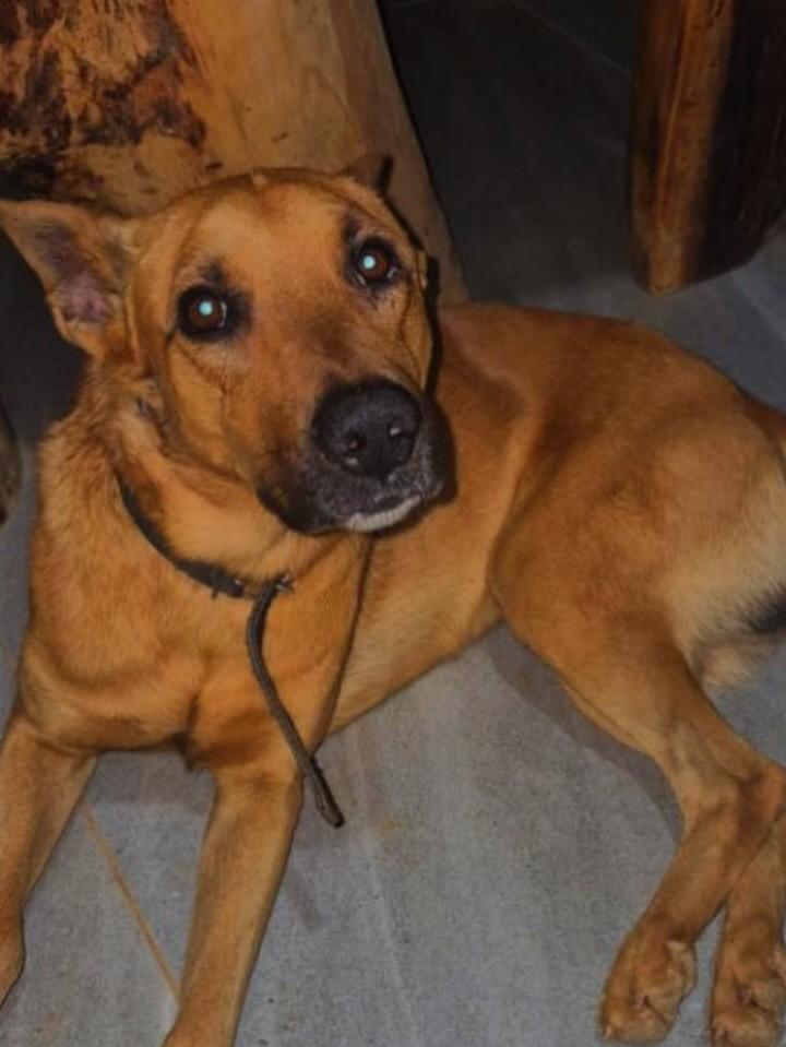 Duck, cachorro de porte grande para adoção em Belo Horizonte - MG — foto 2 de 2