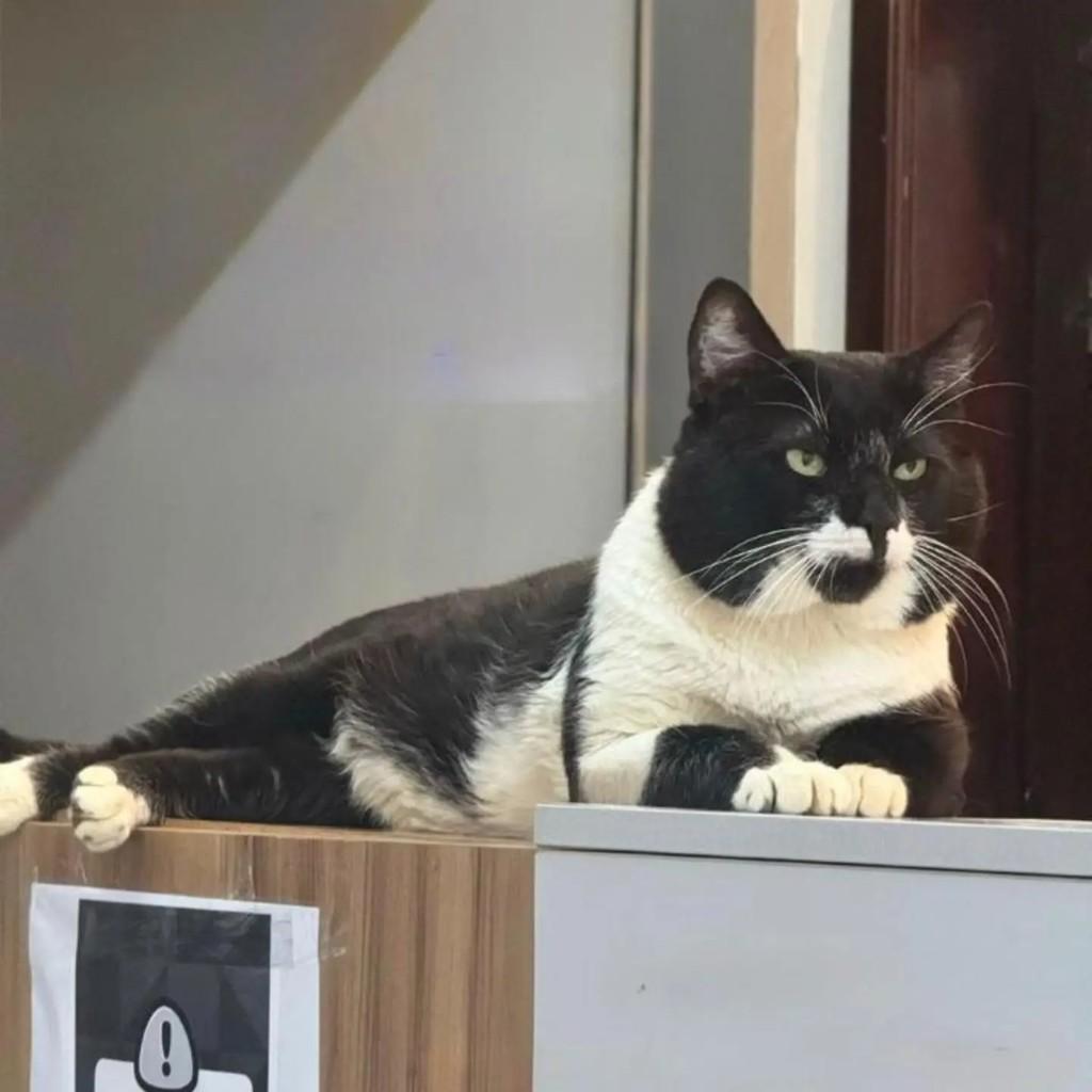 Batatinha, gato de porte médio para adoção em Belo Horizonte - MG