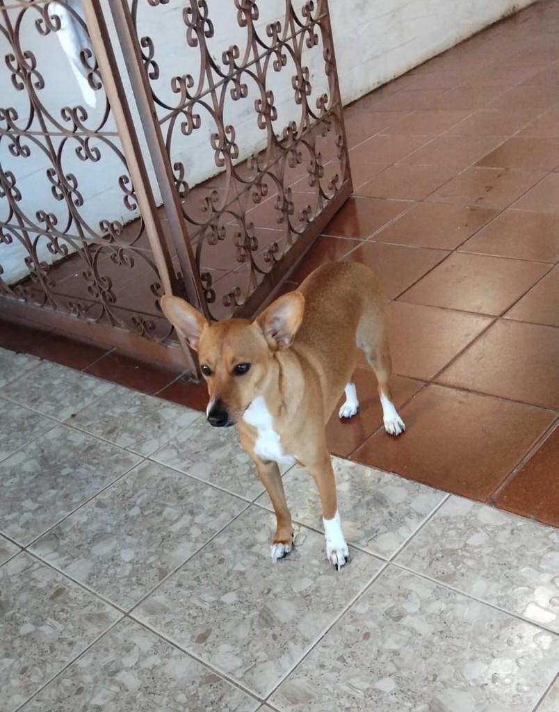 Pitoco, cachorro de porte médio para adoção em Belo Horizonte - MG