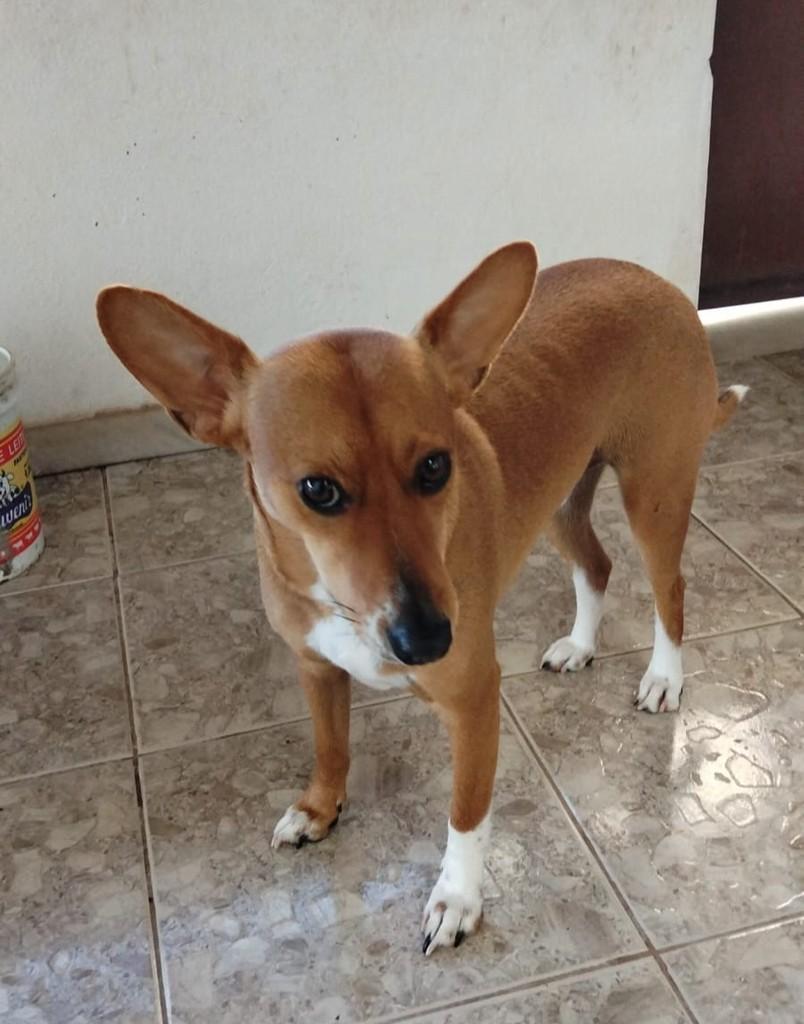 Pitoco, cachorro de porte médio para adoção em Belo Horizonte - MG — foto 2 de 2