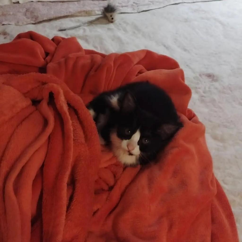 B_Viola, gato de porte pequeno para adoção em Belo Horizonte - MG
