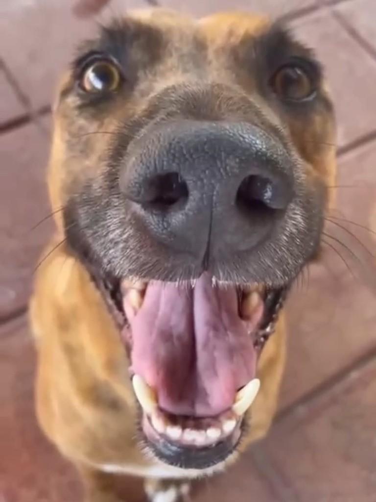 Toddy, cachorro de porte médio para adoção em Belo Horizonte - MG