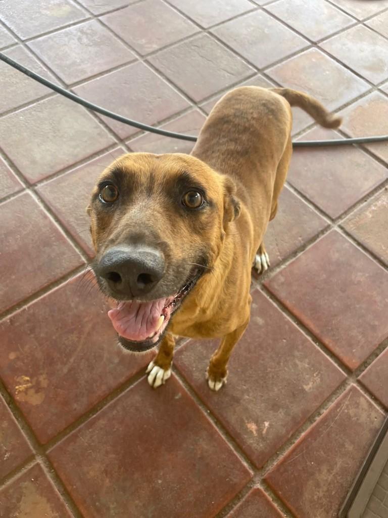 Toddy, cachorro de porte médio para adoção em Belo Horizonte - MG — foto 2 de 2