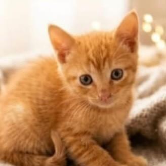 Cauê, gato de porte pequeno para adoção em Belo Horizonte - MG