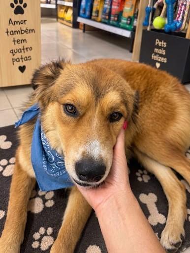 Jonny, cachorro de porte médio para adoção em Belo Horizonte - MG