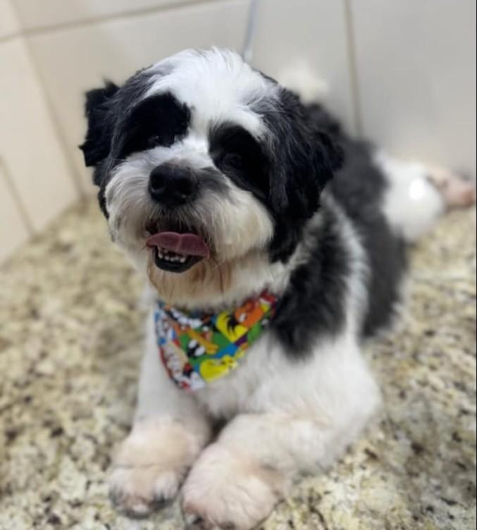 Greg, cachorro de porte pequeno para adoção em Belo Horizonte - MG