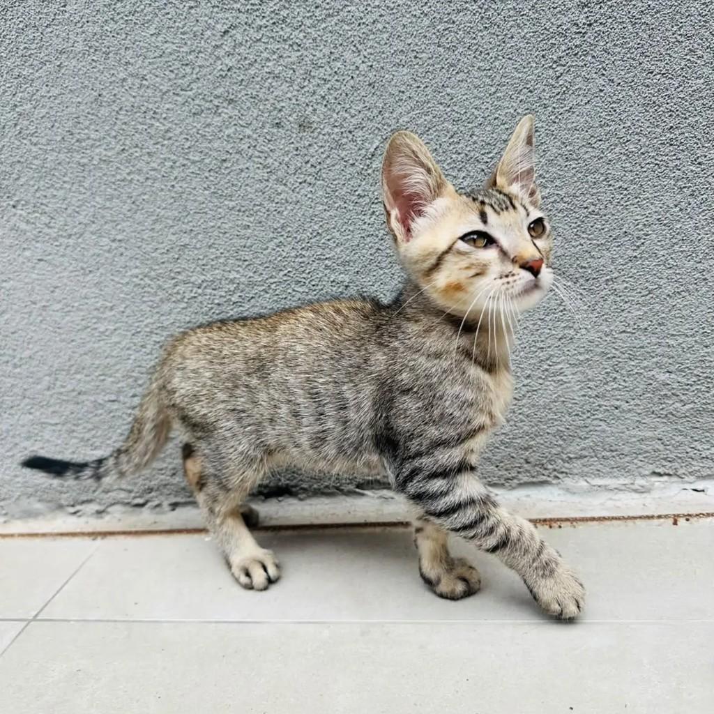 Mémé, gato de porte pequeno para adoção em Santa Luzia - MG