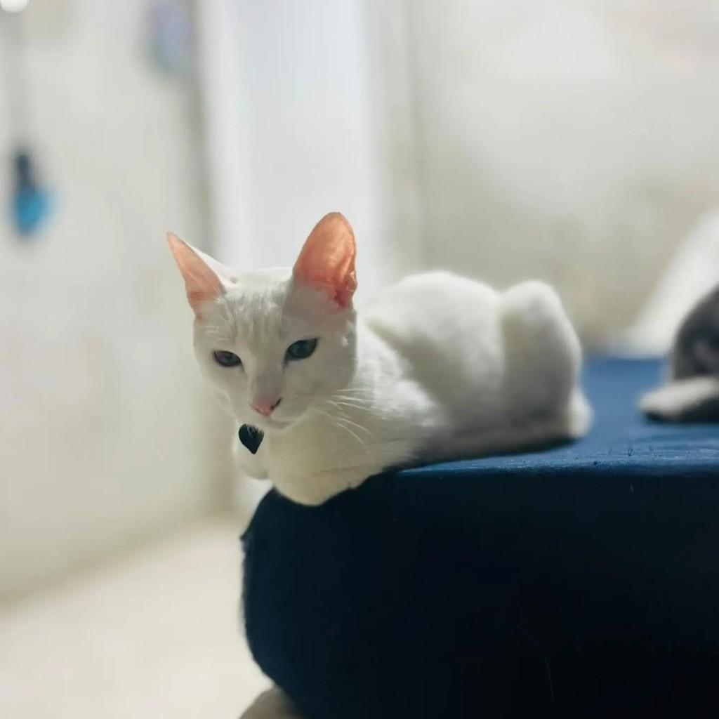 Iris, gata de porte pequeno para adoção em Belo Horizonte - MG