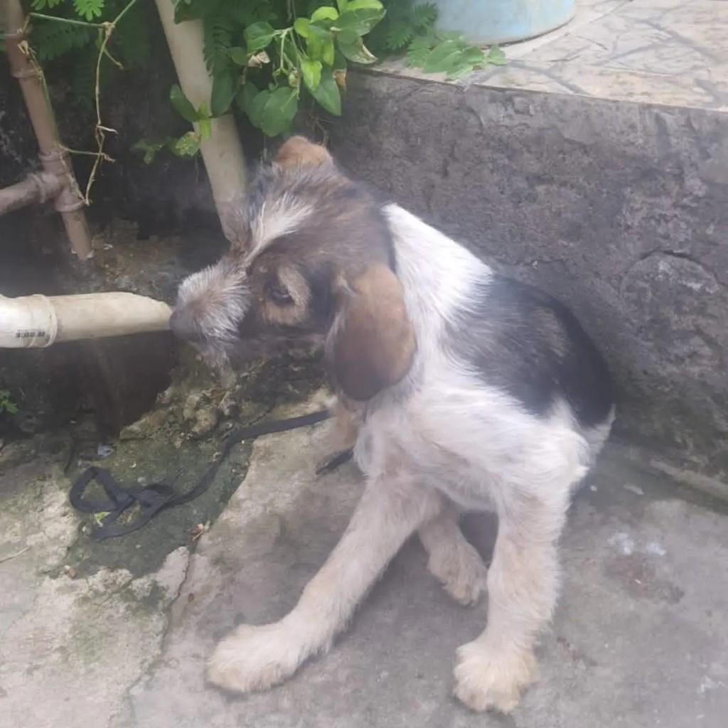 Fiapinha, cadela de porte pequeno para adoção em Belo Horizonte - MG — foto 2 de 2