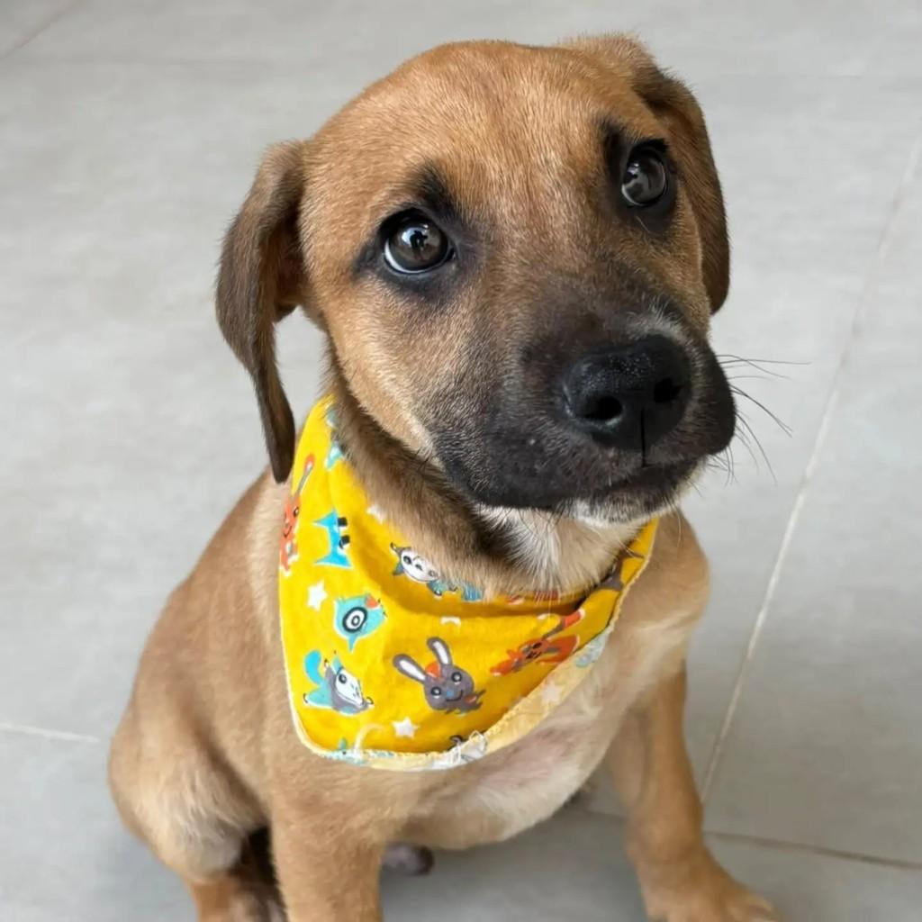 Caramelo, cachorro de porte médio para adoção em Contagem - MG