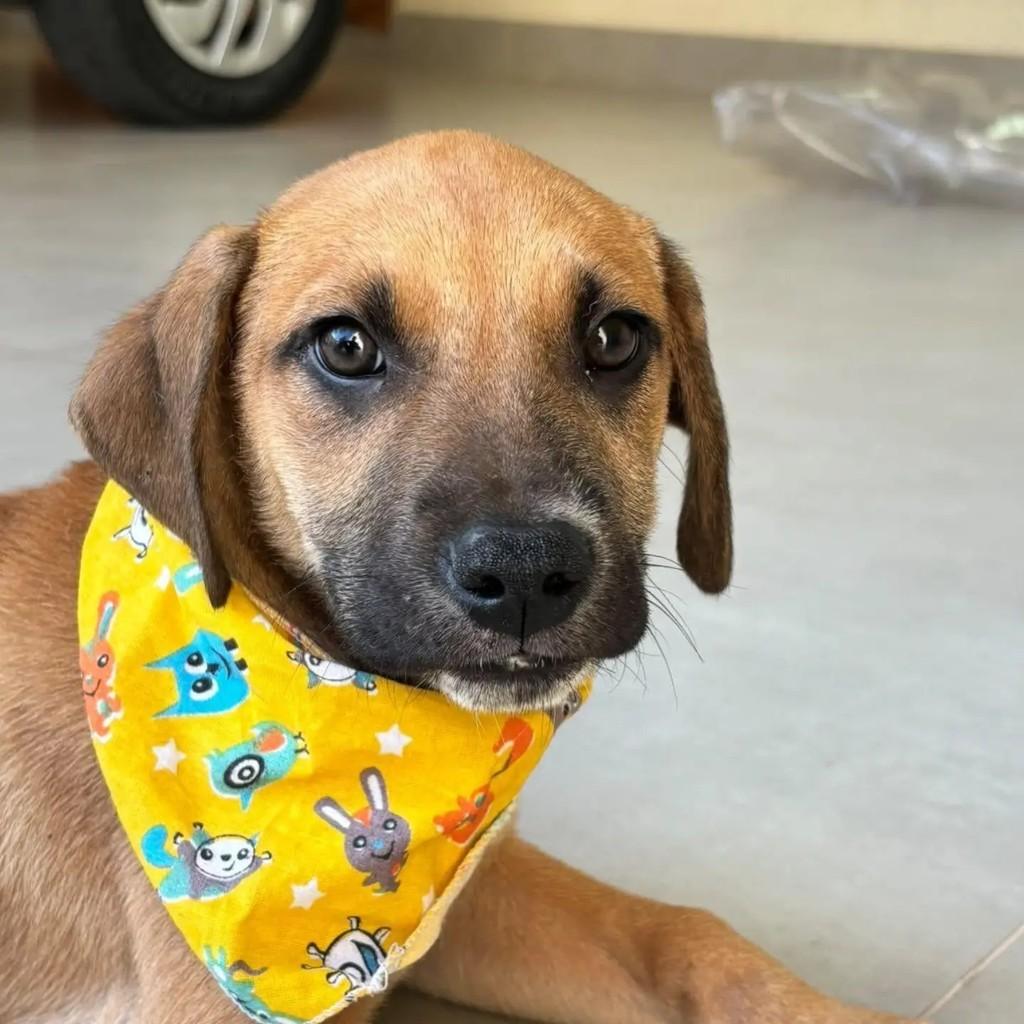 Caramelo, cachorro de porte médio para adoção em Contagem - MG — foto 2 de 2