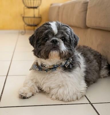 Romeu, cachorro de porte pequeno para adoção em Belo Horizonte - MG