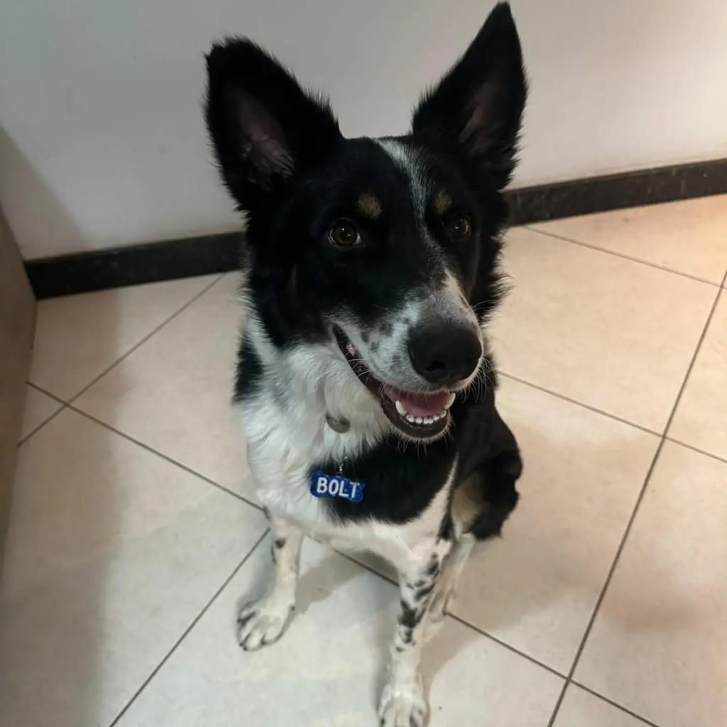 Bolt, cachorro de porte médio para adoção em Ipatinga - MG
