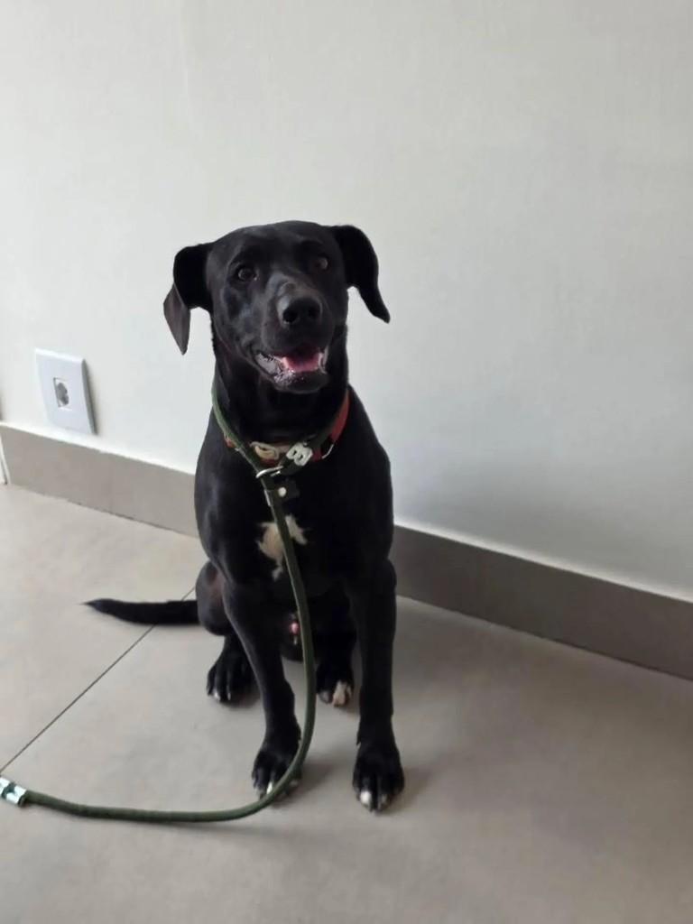 Furreca, cachorro de porte médio para adoção em Belo Horizonte - MG