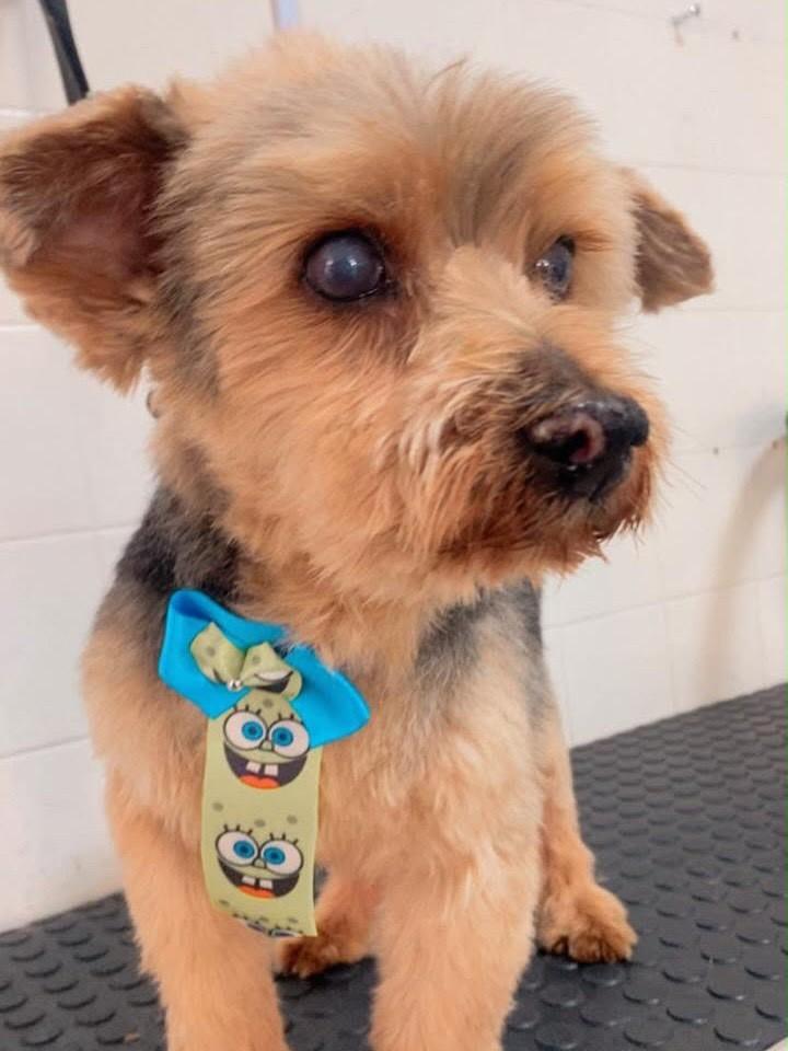 Zeca, cachorro de porte pequeno para adoção em Belo Horizonte - MG