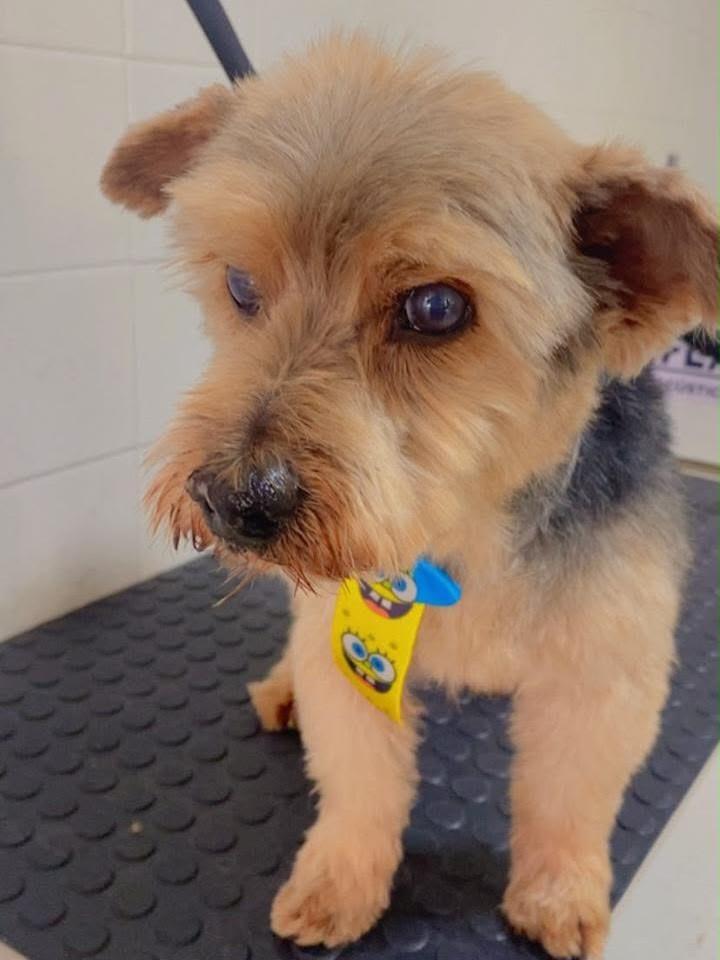 Zeca, cachorro de porte pequeno para adoção em Belo Horizonte - MG — foto 2 de 3