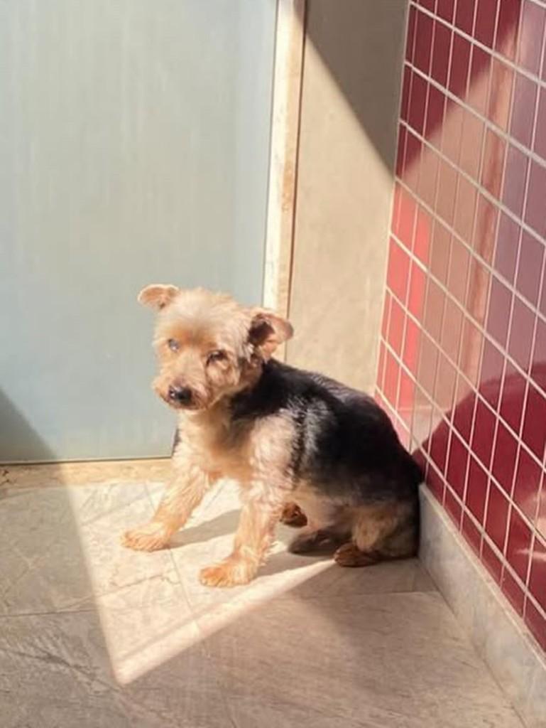 Zeca, cachorro de porte pequeno para adoção em Belo Horizonte - MG — foto 3 de 3