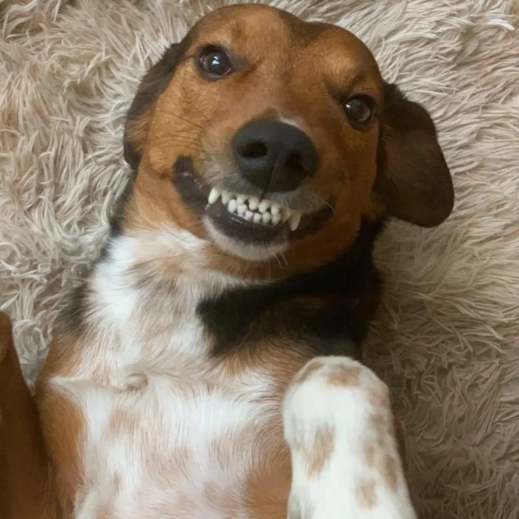 Aslan, cachorro de porte pequeno para adoção em Belo Horizonte - MG