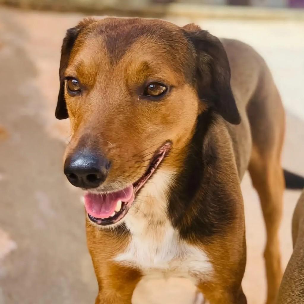 Aslan, cachorro de porte pequeno para adoção em Belo Horizonte - MG — foto 2 de 2