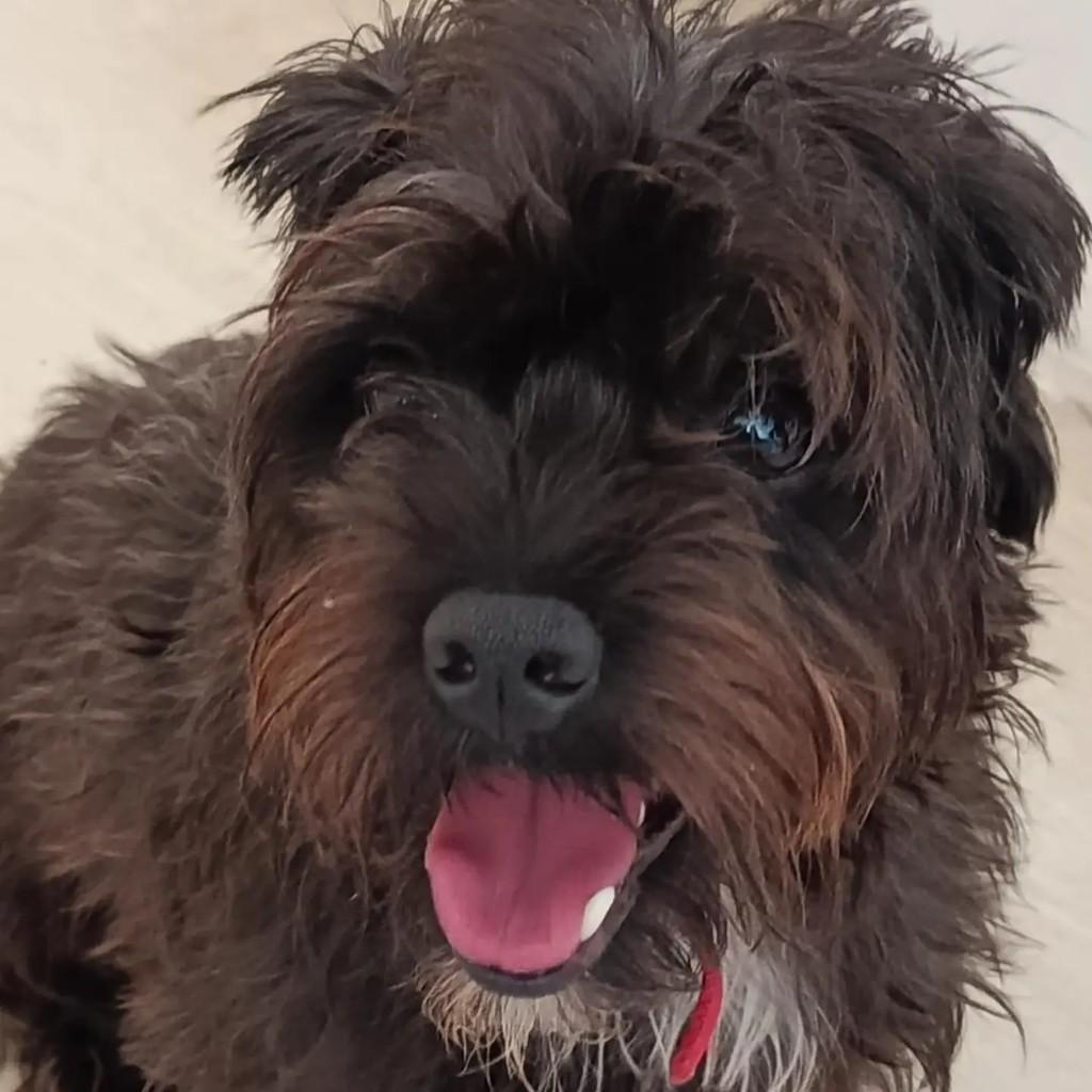Azabache, cachorro de porte médio para adoção em Belo Horizonte - MG