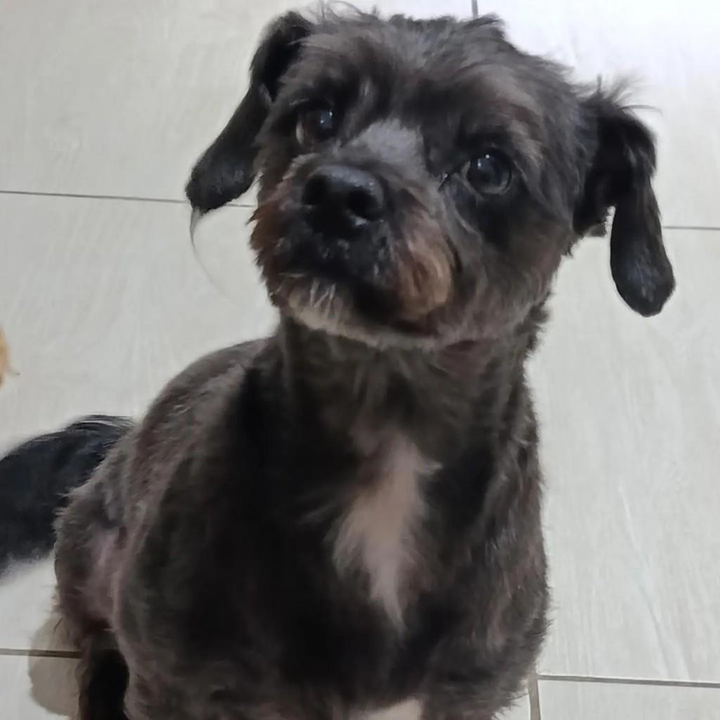 Azabache, cachorro de porte médio para adoção em Belo Horizonte - MG — foto 2 de 3