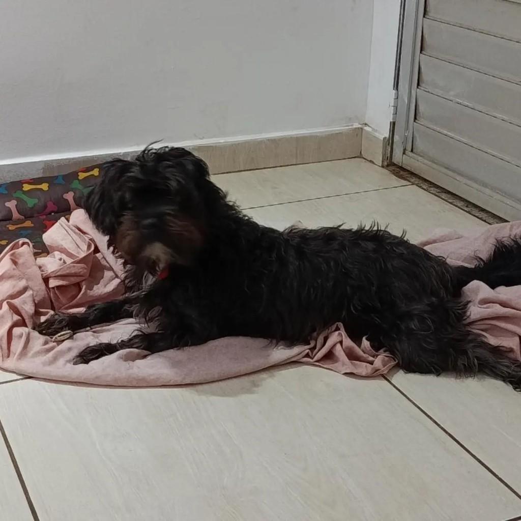 Azabache, cachorro de porte médio para adoção em Belo Horizonte - MG — foto 3 de 3