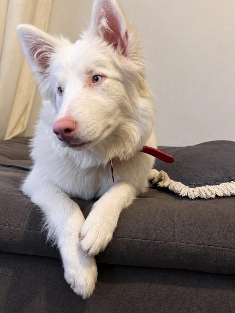 Doralice, cachorro de porte pequeno para adoção em Belo Horizonte - MG
