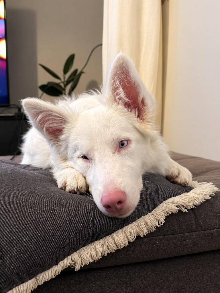 Doralice, cachorro de porte pequeno para adoção em Belo Horizonte - MG — foto 2 de 3