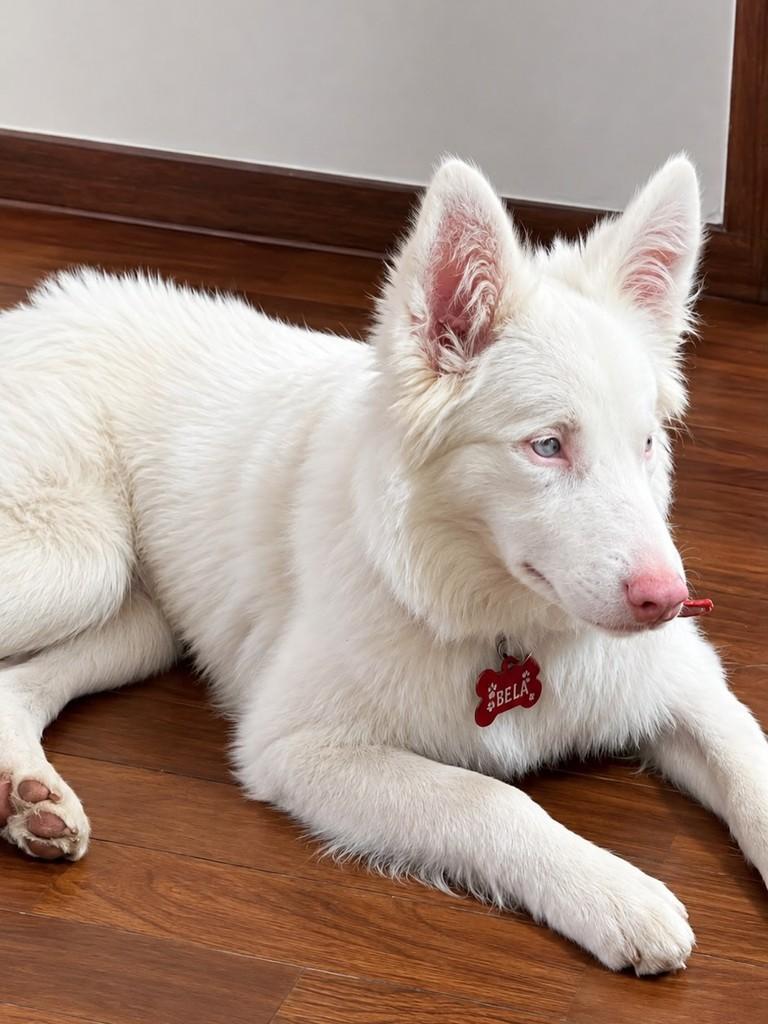Doralice, cachorro de porte pequeno para adoção em Belo Horizonte - MG — foto 3 de 3