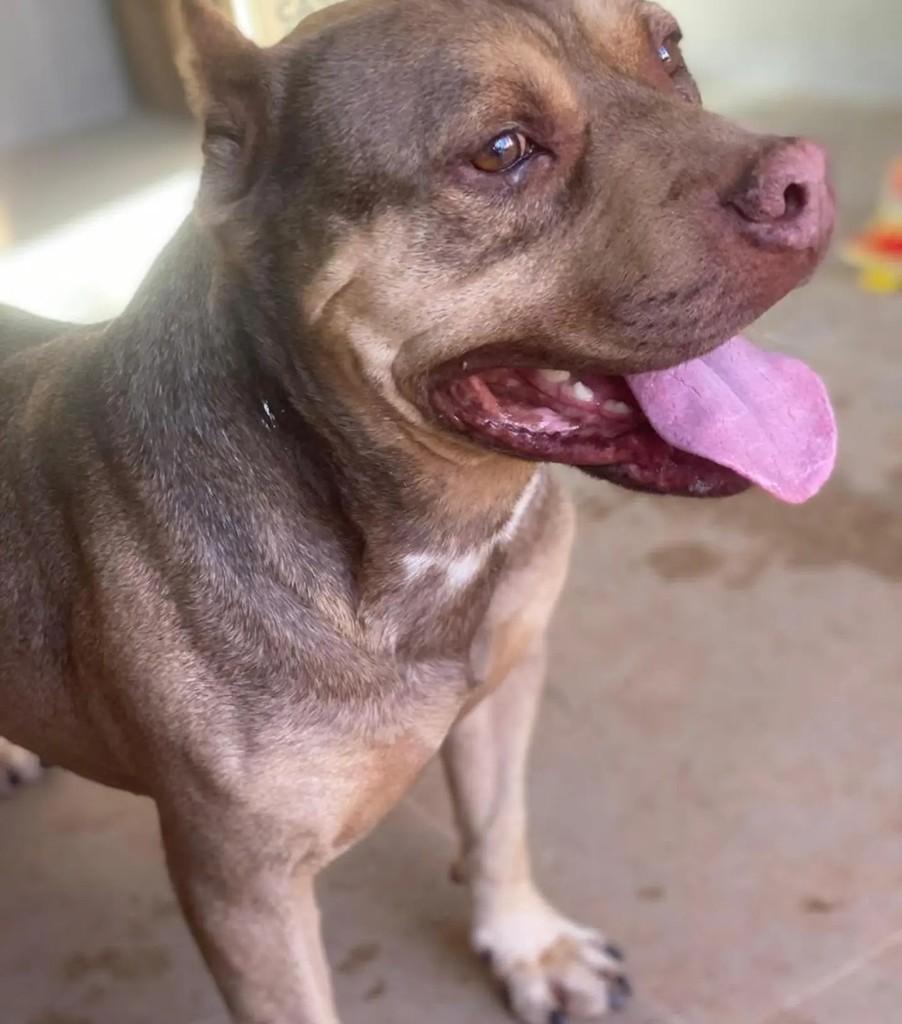 Lyoto, cachorro de porte grande para adoção em Belo Horizonte - MG
