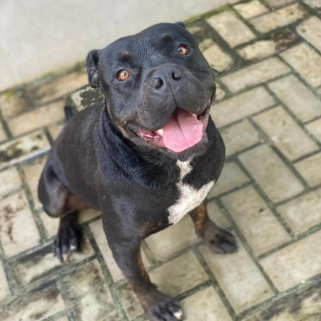 Popó, cachorro de porte grande para adoção em Belo Horizonte - MG