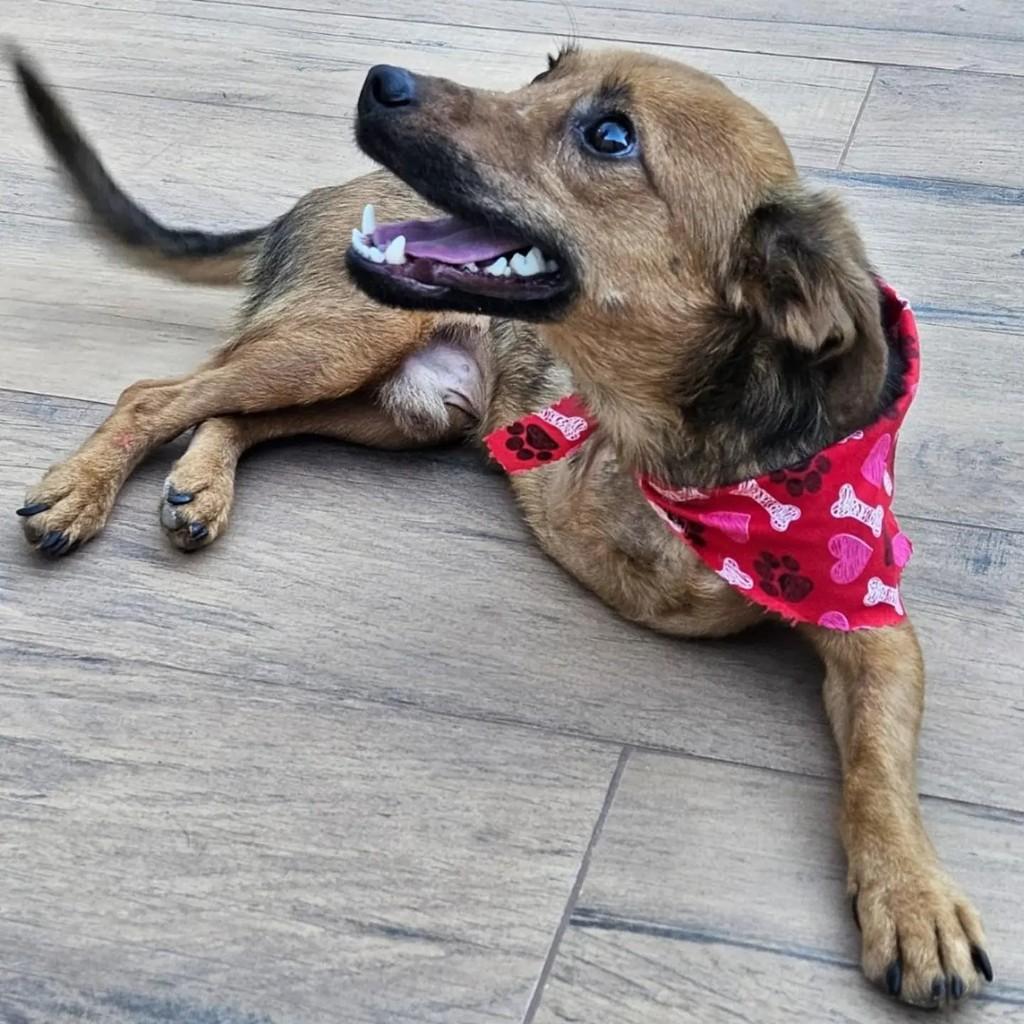 Luck, cachorro de porte pequeno para adoção em Pedro Leopoldo - MG