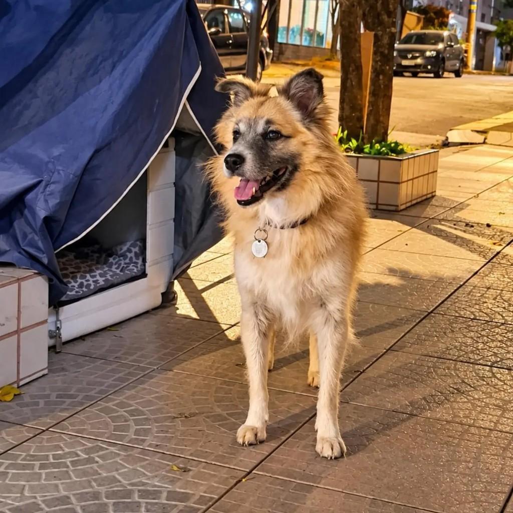 Zé, cachorro de porte médio para adoção em Belo Horizonte - MG