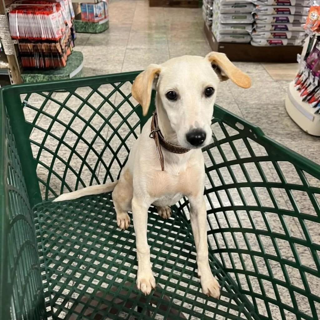 Dipper, cachorro de porte médio para adoção em Belo Horizonte - MG