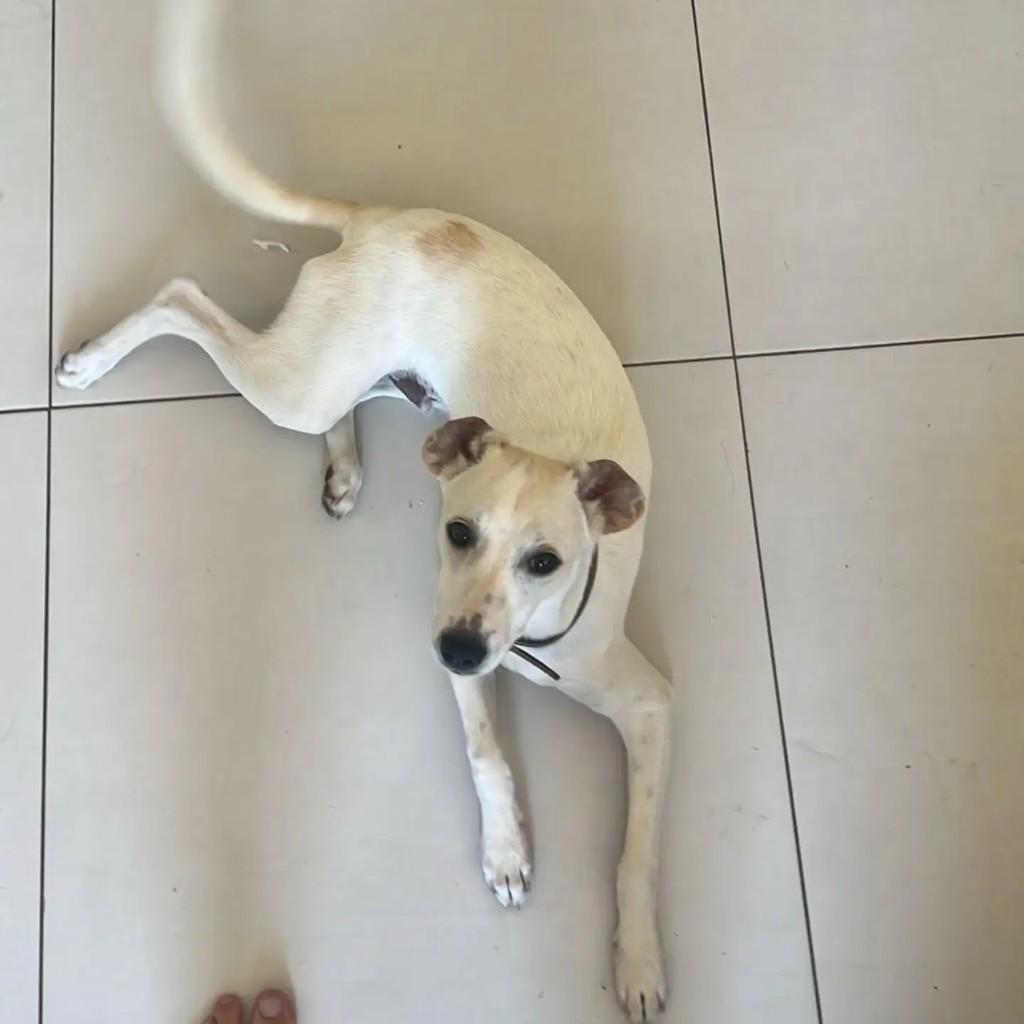 Dipper, cachorro de porte médio para adoção em Belo Horizonte - MG — foto 2 de 2
