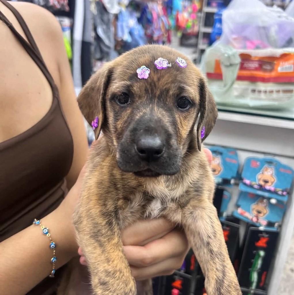 Nala, cadela de porte pequeno para adoção em Belo Horizonte - MG