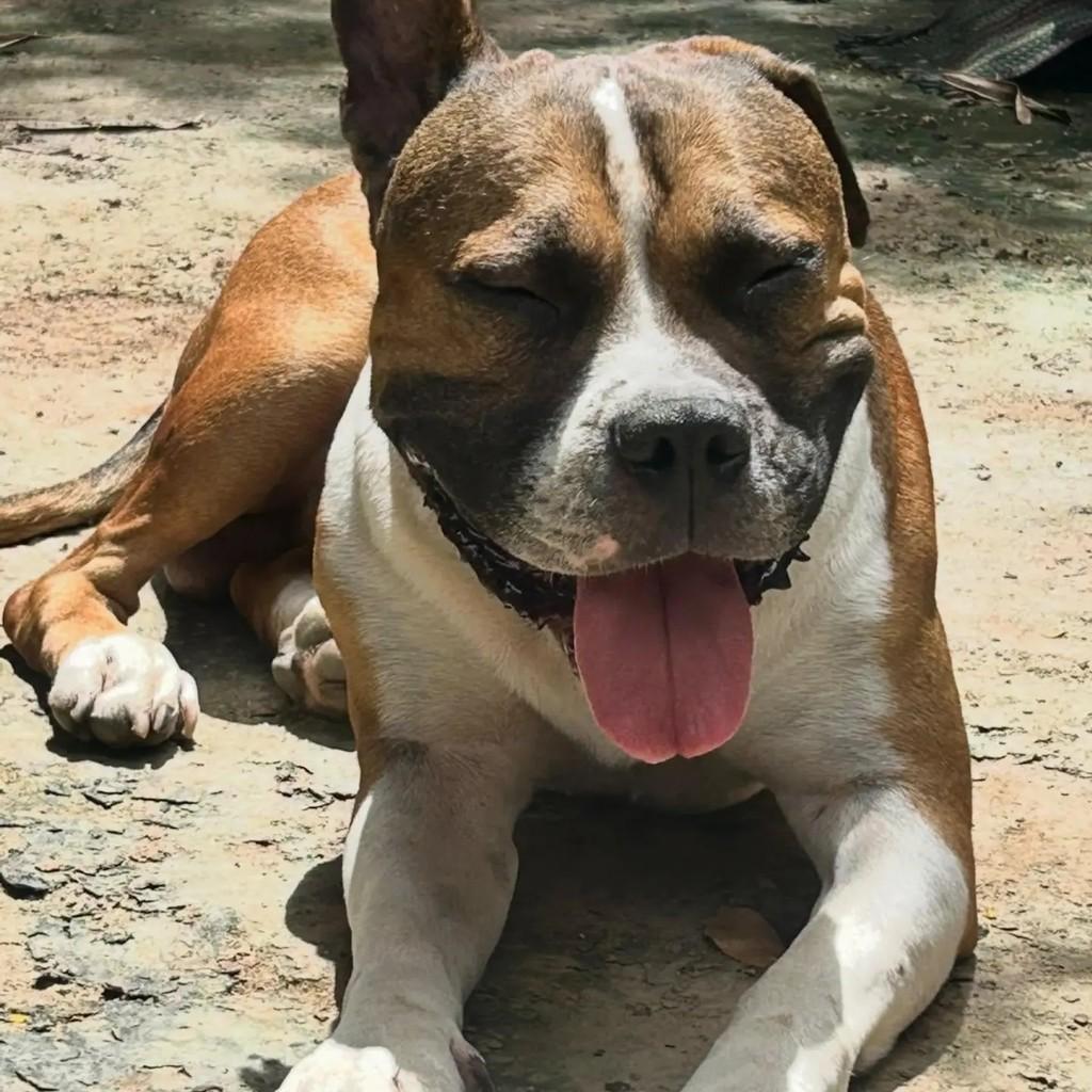 Symon, cachorro de porte médio para adoção em Belo Horizonte - MG
