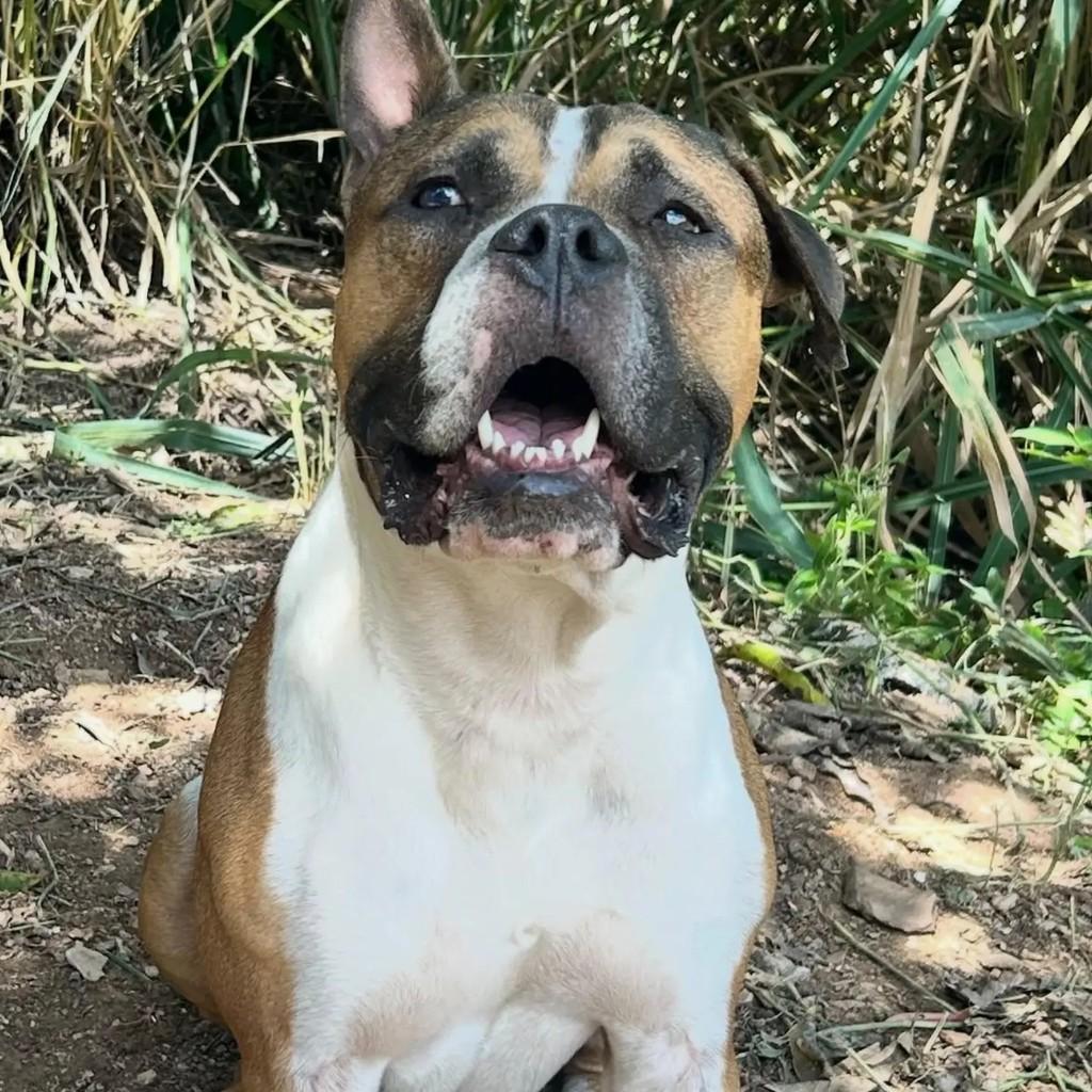 Symon, cachorro de porte médio para adoção em Belo Horizonte - MG — foto 2 de 2