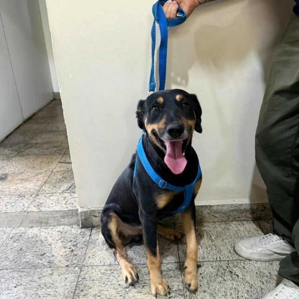 Negão, cachorro de porte médio para adoção em Belo Horizonte - MG