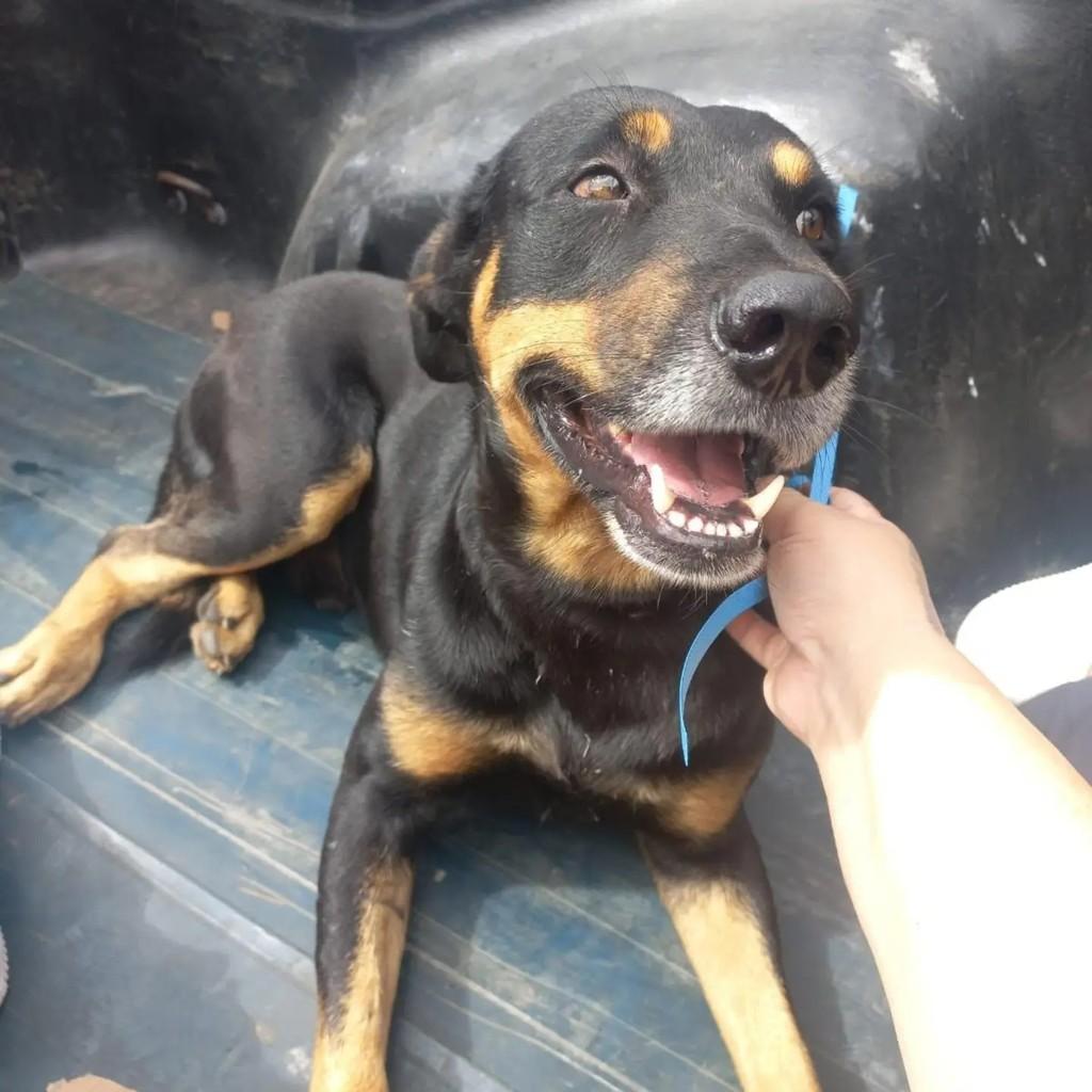 Negão, cachorro de porte médio para adoção em Belo Horizonte - MG — foto 2 de 2