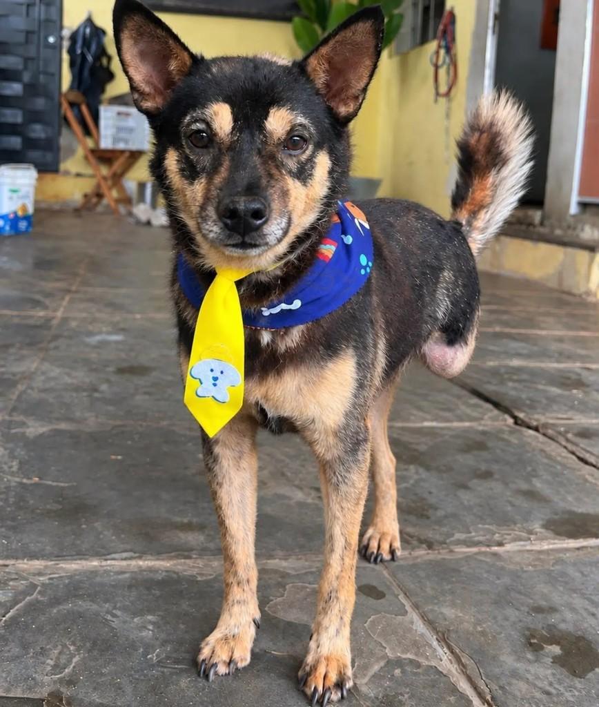 Lobinho, cachorro de porte pequeno para adoção em Belo Horizonte - MG
